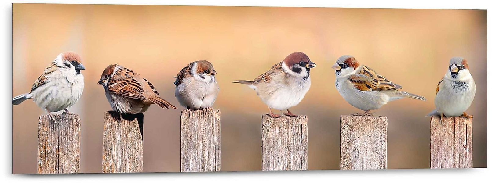 Reinders! Holzbild Deco Panel 30x90 Bird günstig online kaufen