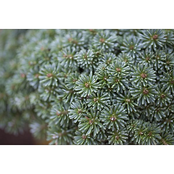 Abies Koreana Tanja Koreatanne 25–30 cm günstig online kaufen