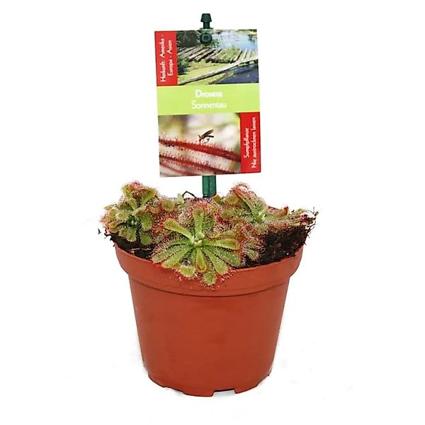 Exotenherz Zimmerpflanze Sonnentau - Drosera alicae - 9cm Topf günstig online kaufen