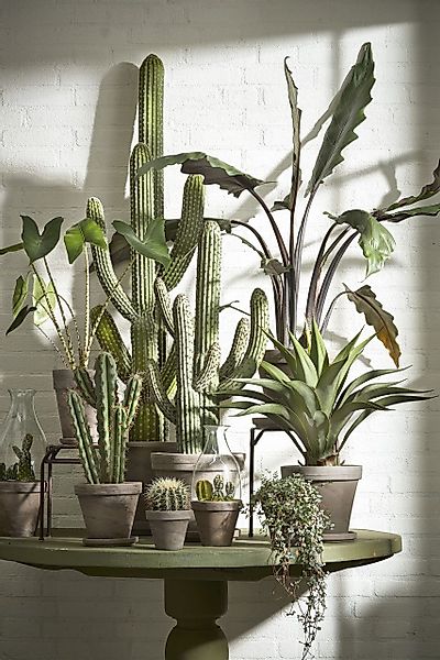 Kunstpflanze Mica künstliche Agave im Topf günstig online kaufen