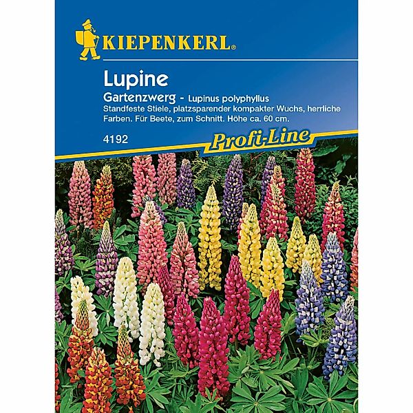 Kiepenkerl Lupine Garten-zwerg Lupinus polyphyllus günstig online kaufen