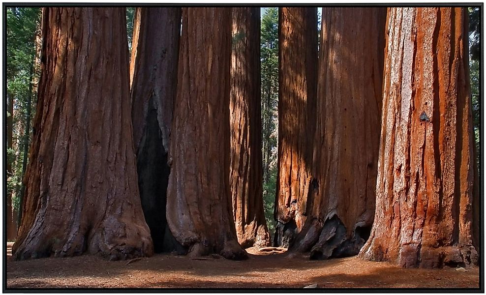 Papermoon Infrarotheizung »Große Bäume« günstig online kaufen