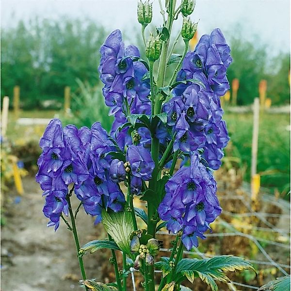 Pflanzen für Dich Staude Aconitum carmichaelii Arendsii, 1 St., Herbst-Eise günstig online kaufen