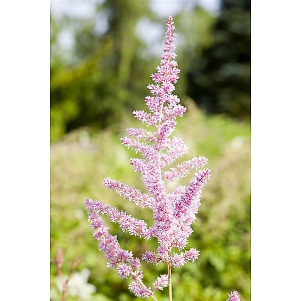 Astilbe X Arendsii Cattleya Prachtspiere Ca. 9x9 cm Topf günstig online kaufen