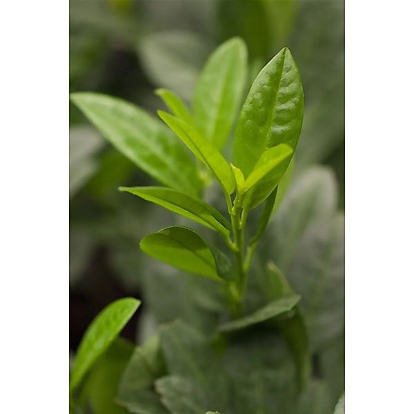 Prunus,aurocerasus 'Piri' 15-20 cm günstig online kaufen