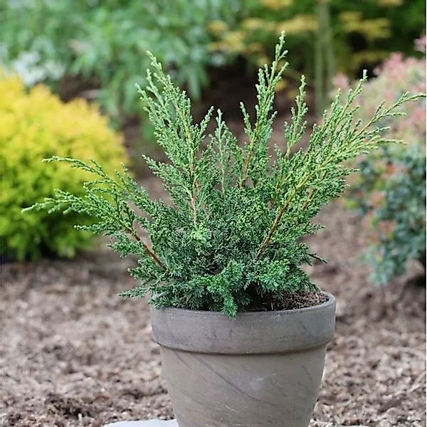 Strauchwacholder Blaauw 25-30cm - Juniperus chinensis günstig online kaufen