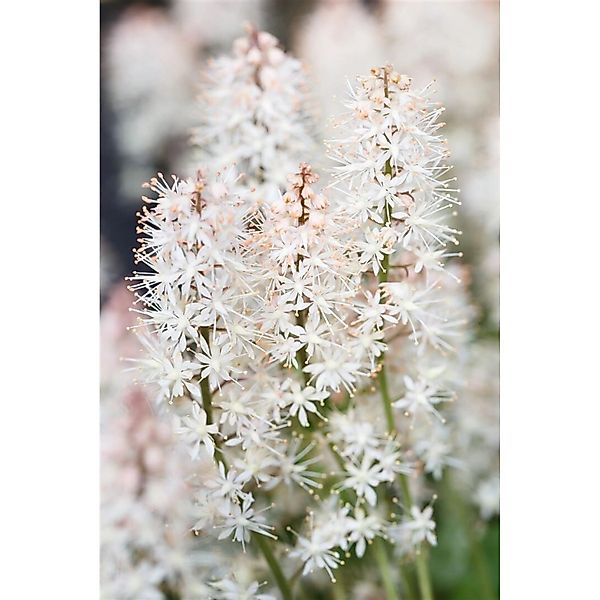 Tiarella Laciniata Arpeggio Ca. 9x9 cm Topf günstig online kaufen