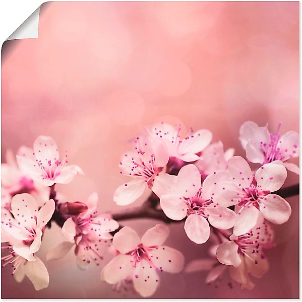Artland Wandbild »Kirschblüten«, Blumen, (1 St.), als Alubild, Outdoorbild, günstig online kaufen
