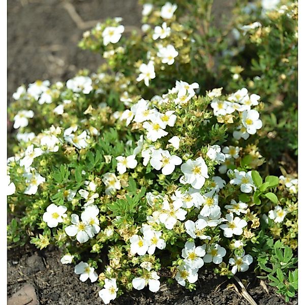 10x Fünffingerstrauch Snowflake - Potentilla fruticosa günstig online kaufen