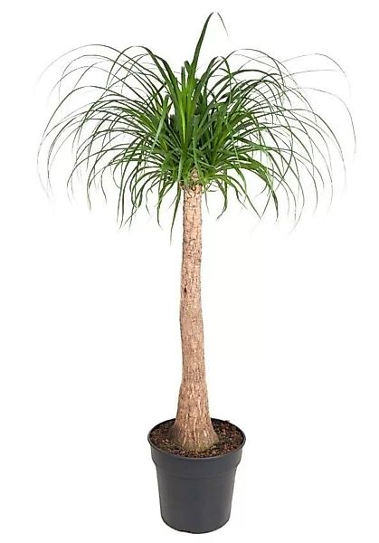 Perfect Plant | Pflanze Beaucarnea am Stamm 120-130 cm günstig online kaufen