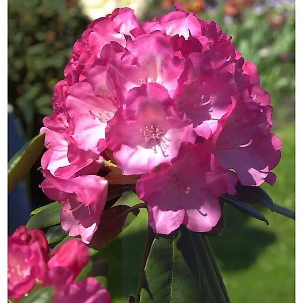 Rhododendron Fantastica 20-25cm - Alpenrose günstig online kaufen