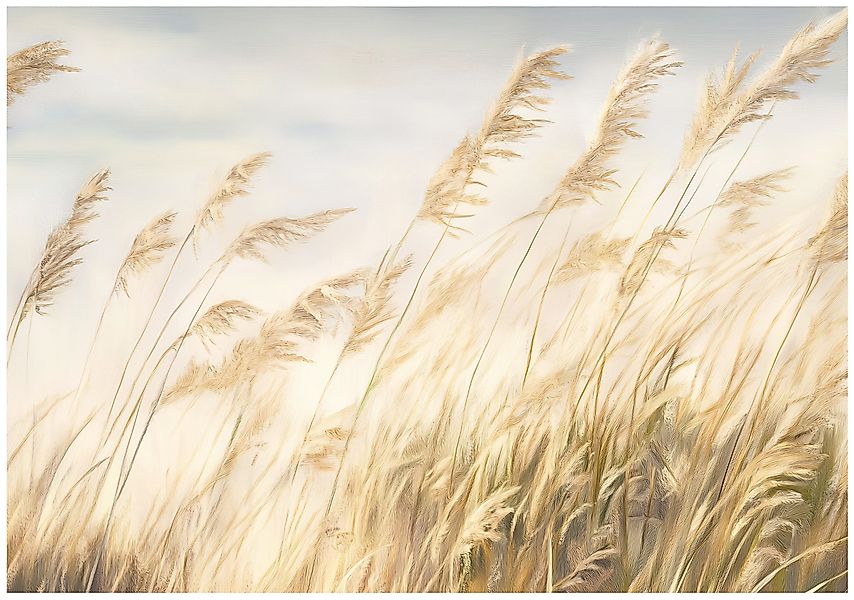 Wallarena Fototapete Wildes Gras Natur Gelb günstig online kaufen