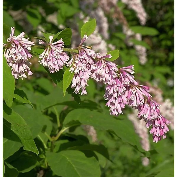Bogenflieder 80-100cm - Syringa reflexa günstig online kaufen