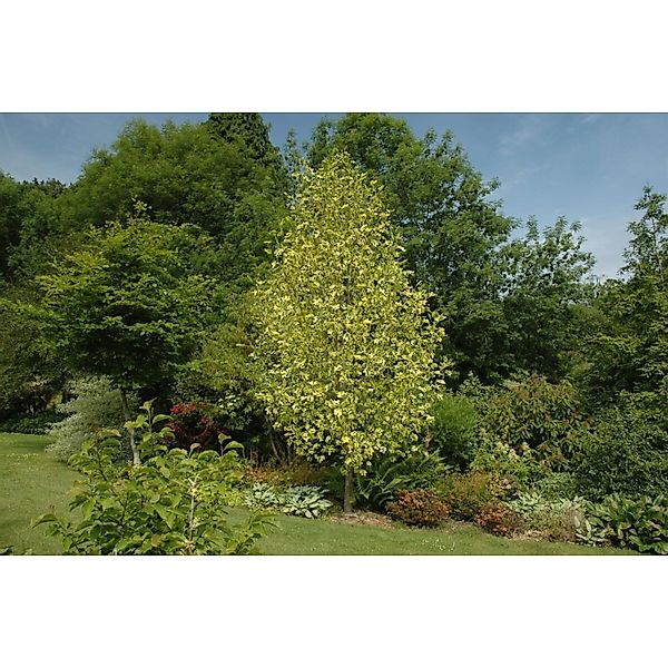 Liriodendron Tulipifera Aureomarginatum Tulpenbaum Gelb-Grün 175–200 cm günstig online kaufen