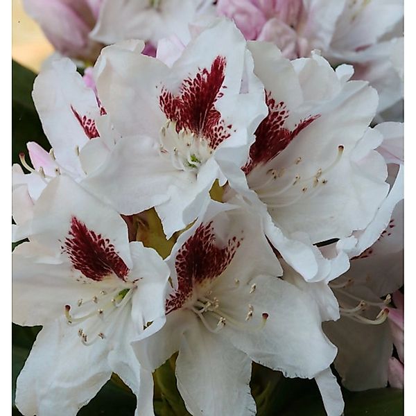 INKARHO - Großblumige Rhododendron Herbstgruß 30-40cm - Alpenrose günstig online kaufen