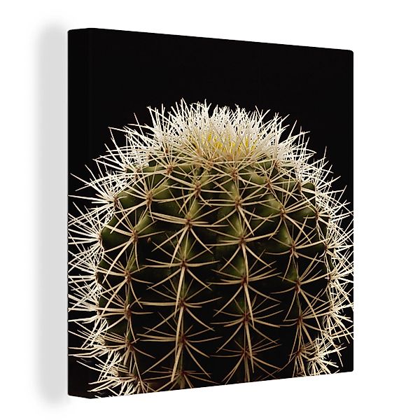 OneMillionCanvasses® Leinwandbild Eine Nahaufnahme eines dornigen günstig online kaufen