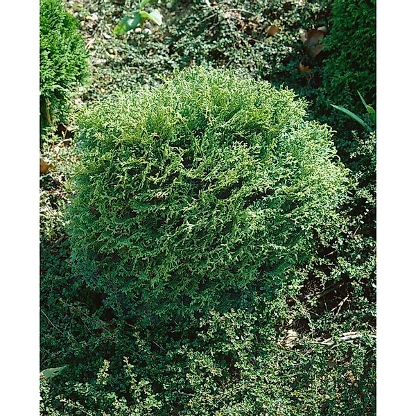 Thuja occidentalis 'Miss Frosty' 30-40 cm günstig online kaufen