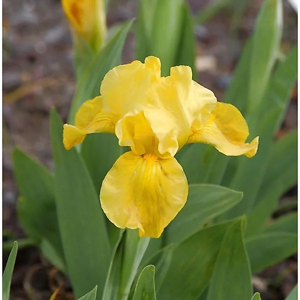 Louisiana-Iris - Iris,ouisiana günstig online kaufen