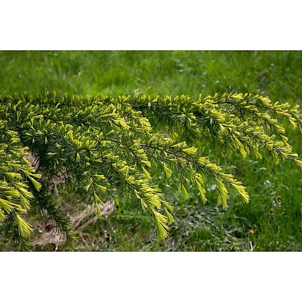 Cedrus Deodara Golden Horizon Himalaya-Zeder Goldgelb 100–125 cm günstig online kaufen