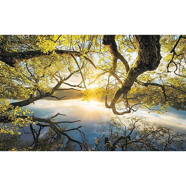 Komar Vliestapete »Digitaldruck Vlies - Golden Embrace - Größe 400 x 250 cm günstig online kaufen
