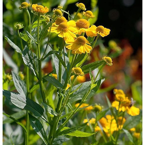 Sonnenbraut Kugelsonne - Helenium günstig online kaufen