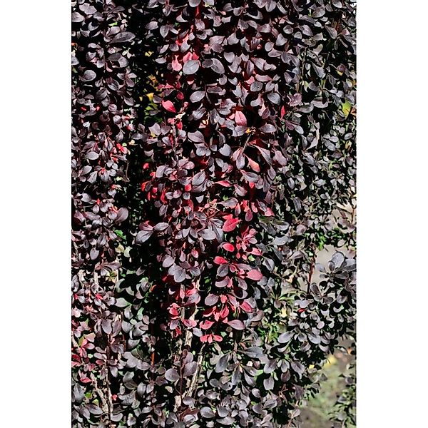 Berberis Thunbergii Red Pillar Säulen-Berberitze Rotlaubig 40–60 cm günstig online kaufen