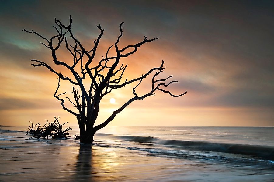 Papermoon Fototapete "Baum am Strand" günstig online kaufen