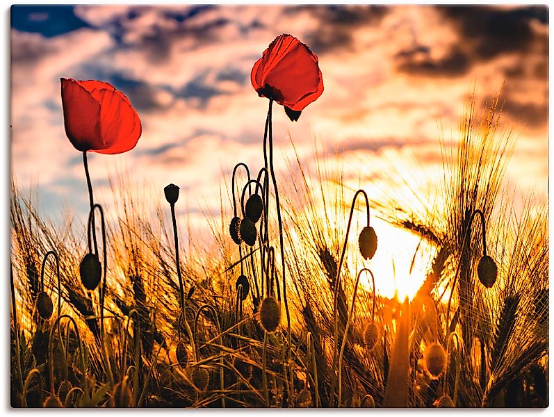 Artland Wandbild »Mohnblumen im Sonnenuntergang«, Blumen, (1 St.), als Alub günstig online kaufen
