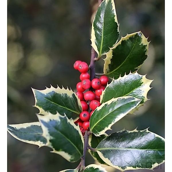 Weißbunte Stechpalme Ilex Argentea Marginata 60-80cm - ilex aquifolium günstig online kaufen