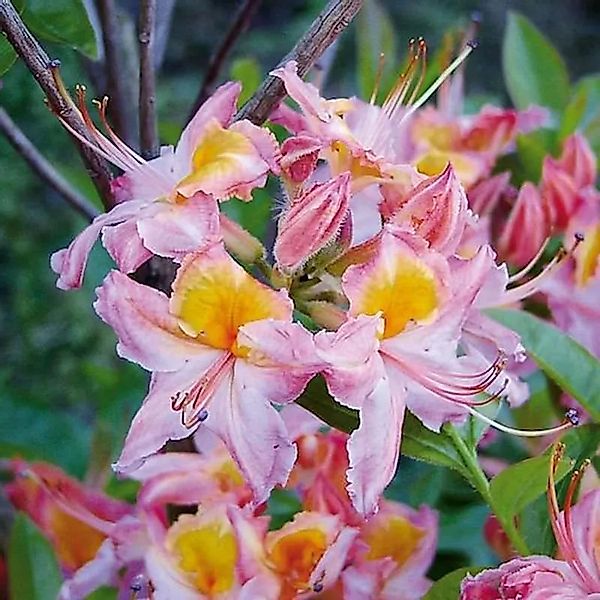 Rhododendron Quiet Throughts 25-30cm - Rhododendron viscosum günstig online kaufen