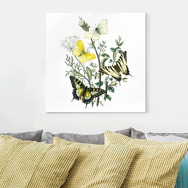 Glasbild Blumen - Quadrat Britische Schmetterlinge III günstig online kaufen