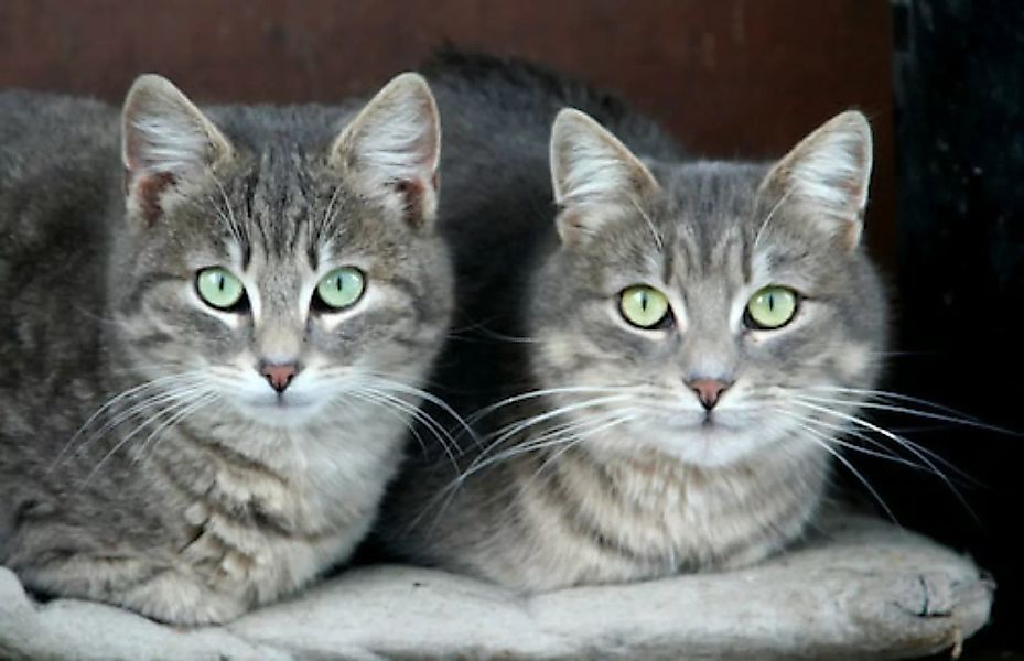 Papermoon Fototapete »Grüne Augen Katzen« günstig online kaufen
