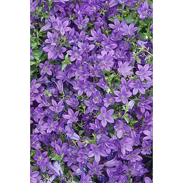 Campanula Portenschlagiana Resholt Polsterglockenblume Ca. 9x9 cm Topf günstig online kaufen