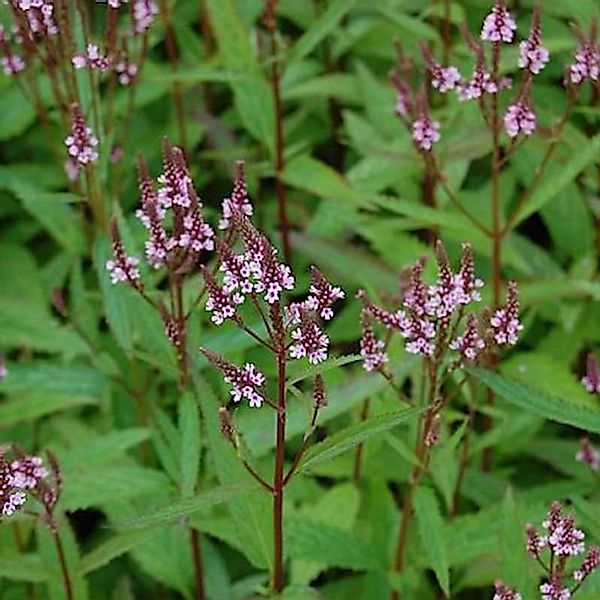 Eisenkraut Pink Spires - Verbena hastata günstig online kaufen