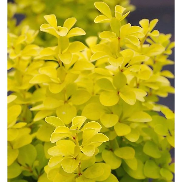 Goldberberitze Maria 10-15cm - Berberis thunbergii günstig online kaufen