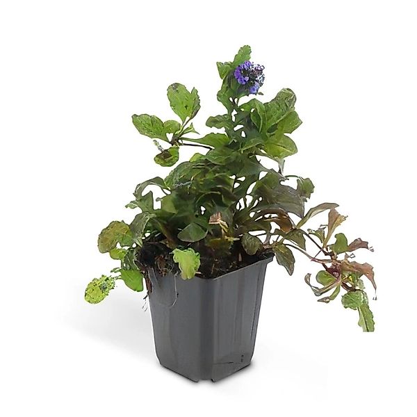 Exotenherz Bodendecker Kriechender Günsel Ajuga Reptans 9cm Topf Set Mit 60 günstig online kaufen