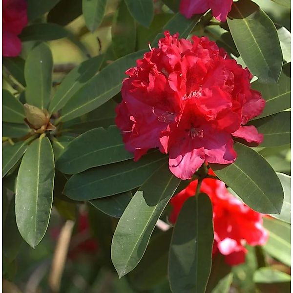 Großblumige Rhododendron Wilgen Ruby 25-30cm - Alpenrose günstig online kaufen