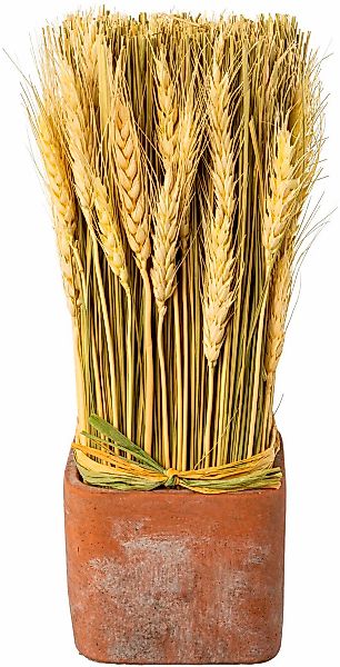 Creativ home Trockenblume "Trockenblumen imTopf" günstig online kaufen