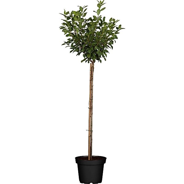 GROW by OBI Bio Zwergsauerkirsche Höhe ca. 40 - 60 cm Topf ca. 5, günstig online kaufen