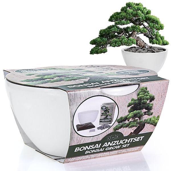 Kunstbonsai Bonsai Starter Kit Anzuchtset Pinie günstig online kaufen
