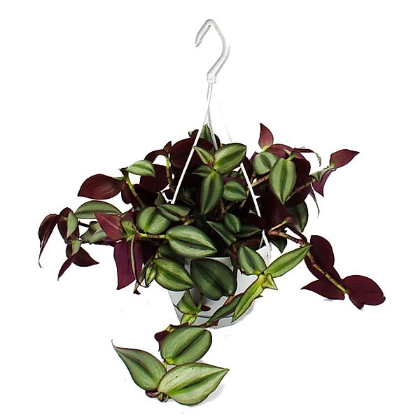 Exotenherz Zimmerpflanze zum Hängen Tradescantia Zebrakraut 14cm Ampel günstig online kaufen