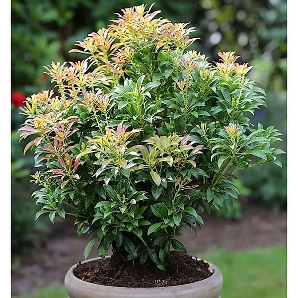 Schattenglöckchen Lavendelheide Passion 20-25cm - Pieris japonica günstig online kaufen