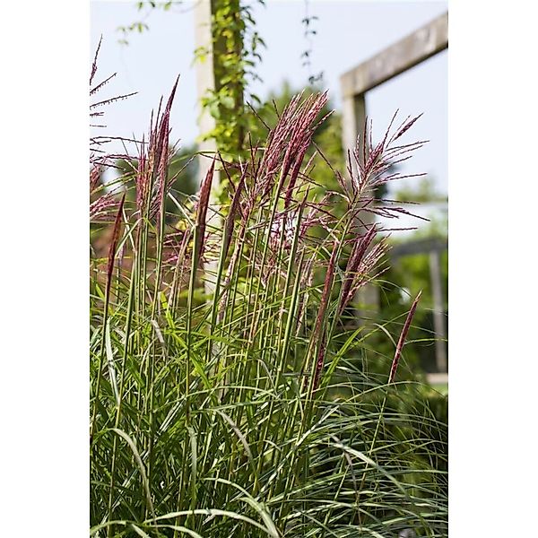Miscanthus Sinensis Rotsilber Chinaschilf Rot-Silber Ca. 11x11 cm Topf günstig online kaufen