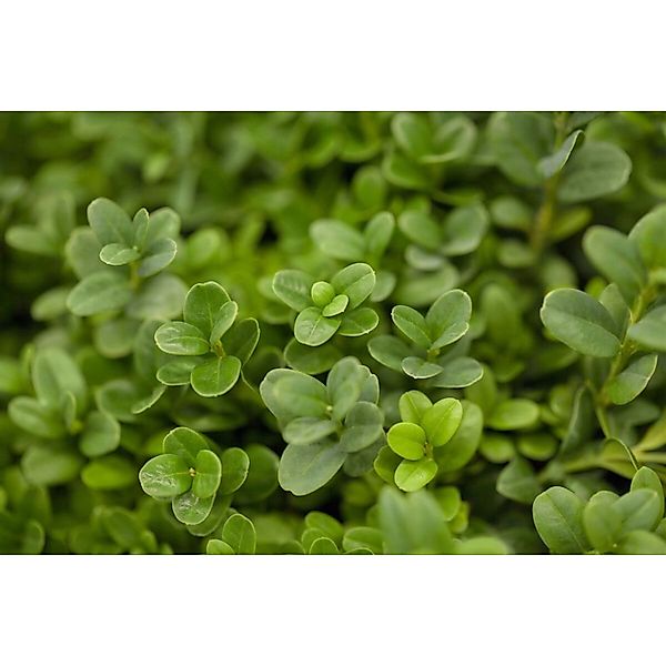 Buxus sempervirens 'Herrenhausen' 40-50 cm günstig online kaufen