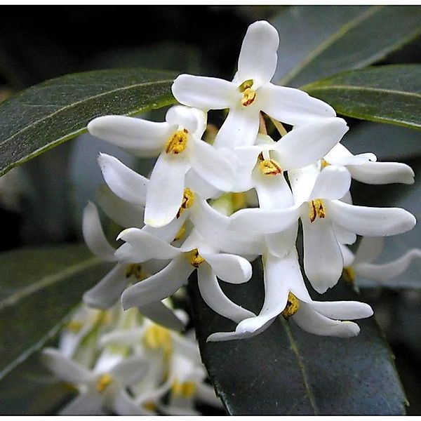 Hochstamm Frühlingsduftblüte 80-100cm - Osmanthus burkwoodii günstig online kaufen