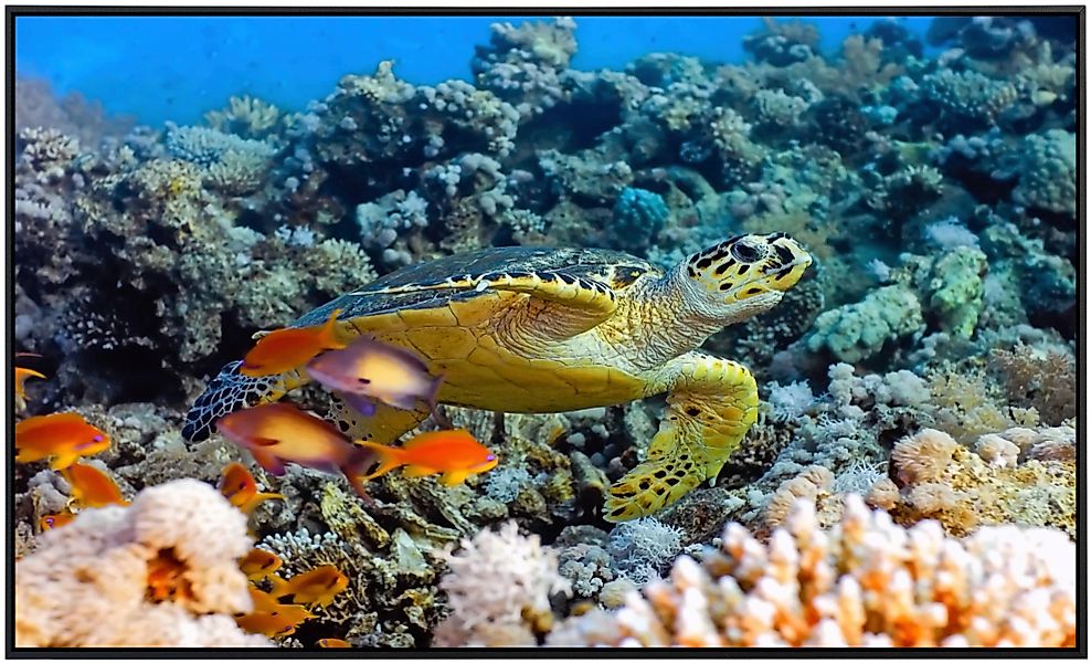 Papermoon Infrarotheizung »Meeresschildkröte«, sehr angenehme Strahlungswär günstig online kaufen