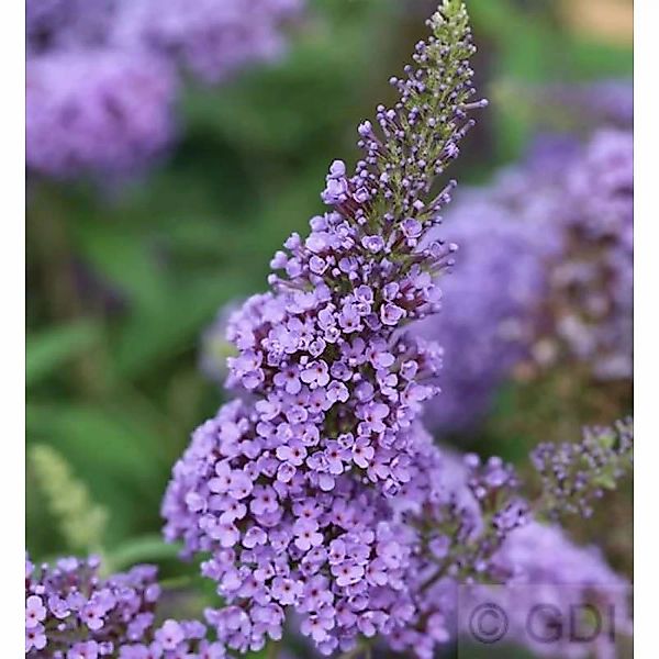 Sommerflieder Ellens Blue 40-60cm - Buddleja günstig online kaufen
