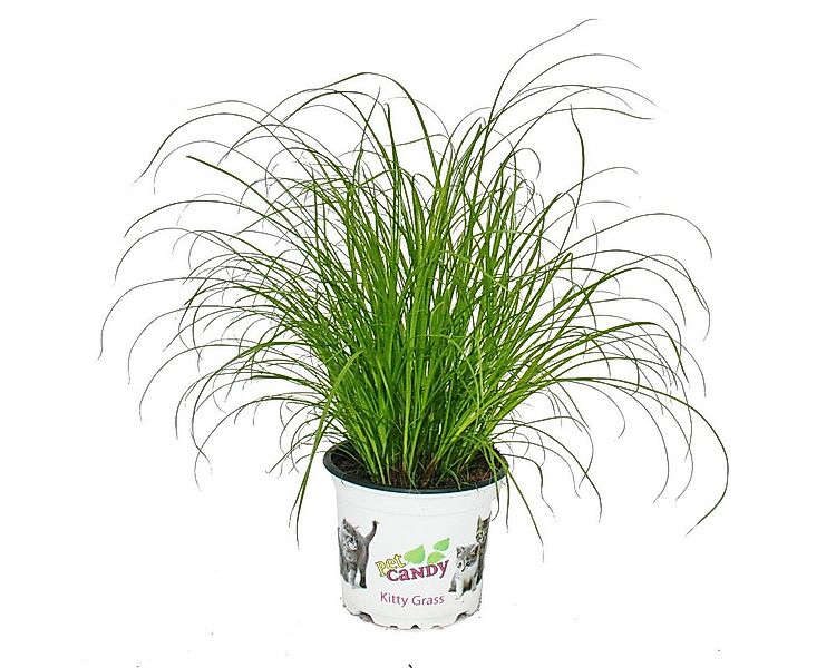 Exotenherz Zimmerpflanze Katzengras Cyperus alternifolius Verdauungsunterst günstig online kaufen