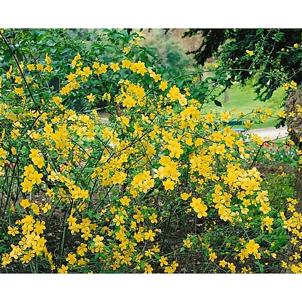 Kerria Japonica Ranunkelstrauch Golden Guinea 40-60 cm günstig online kaufen