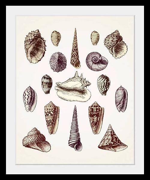 queence Bild »Karl«, Meer-Wassertiere-Kunst, (1 St.), HD Premium Poster-Dru günstig online kaufen